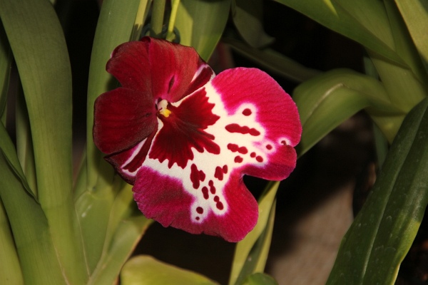 Phalaenopsis   091.jpg
